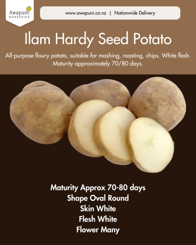 Potato Ilam Hardy 1kg